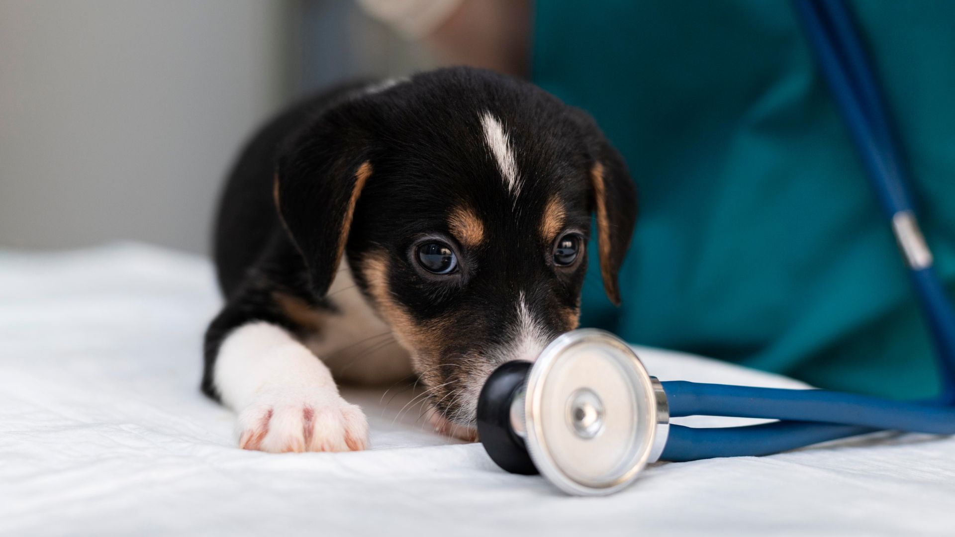 Pet Integrative Medicine In Minneapolis, MN | Caravan Vet