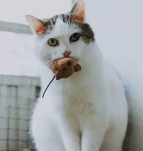 cute cat holding oblect in mouth